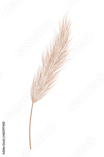 Pampas grass branches. Dry feathery head plumes, used in flower arrangements, ornamental displays, interior decoration, fabric print, wallpaper, wedding card. Golden ornament element in boho style