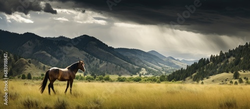 In the wilderness of Montana, a wild horse with a bay-colored coat and a scar on its mane roams freely in the vast pasture, while its herd grazes on the lush grass beneath the towering mountain, with photo