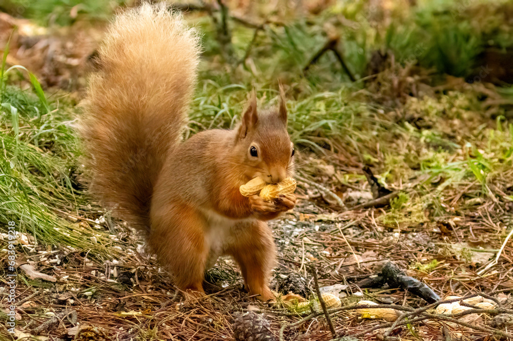 Cute little scottish red squirrel in the woodland searching for nuts Cute little scottish red squirrel in the woodland searching for nuts