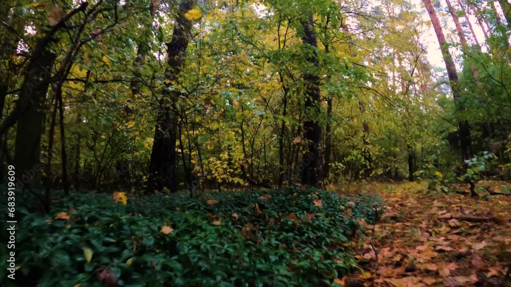 FOREST FOREST