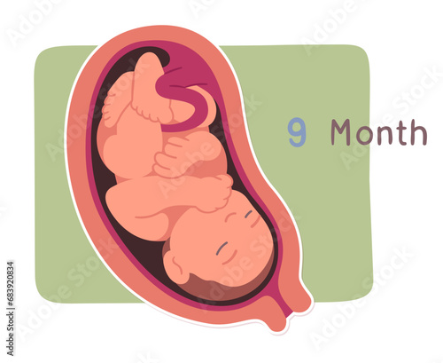 Nine month human embryo development growth stage. Unborn baby fetus, placenta in uterus. Fetal development prenatal process, reproduction, pregnancy, motherhood concept flat vector illustration