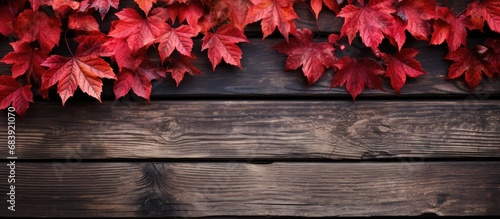 The third person admired the closeup shot of nature's wooden texture, captivated by the vintage feel of autumn leaves in vibrant red colors.