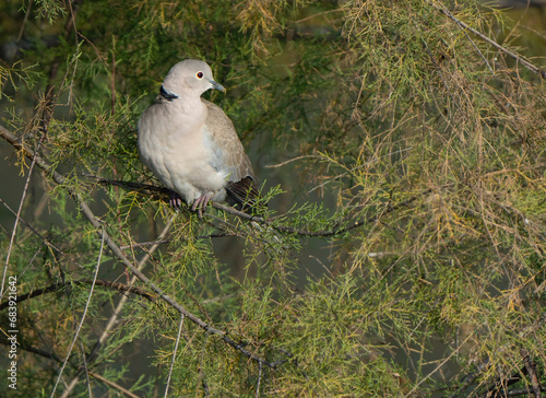 eurasian collared dove perched on a tree