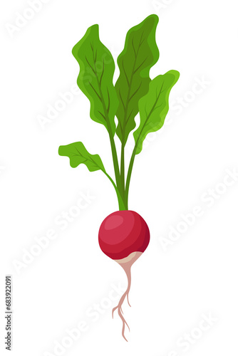 Radish beet vegetables growing. Plant showing root structure. Farm product for restaurant menu or market label. Organic and healthy food