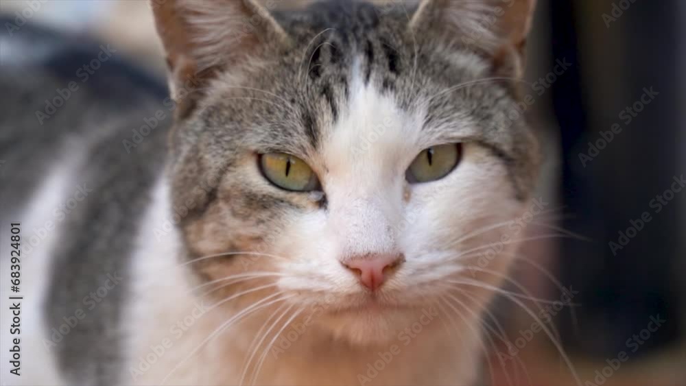 Portrait, a cat looking at the camera and meowing. Portrait, a cat looking at the camera and meowing.