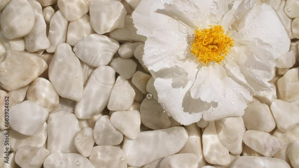 White peonies, flowers on water surface and falling water drops, waves on White background. Water splash. Pure water with reflections sunlight and shadows. Valentines day texture. High quality 4k. White peonies, flowers on water surface and falling water drops, waves on White background. Water splash. Pure water with reflections sunlight and shadows. Valentines day texture. High quality 4k.