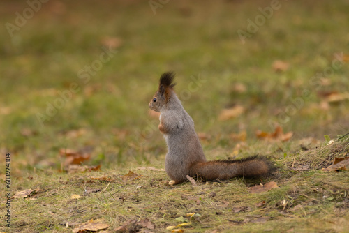 A squirrel in an autumn park sits on the lawn © Валентина Кваскова
