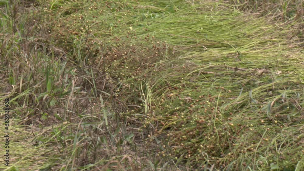 A row of flax plants close up in the fields in the countryside. Both close up and back view of lines of cut flax, with their matured seed balls. Lying on a field, in thick layers
A row of flax plants close up in the fields in the countryside. Both close up and back view of lines of cut flax, with their matured seed balls. Lying on a field, in thick layers