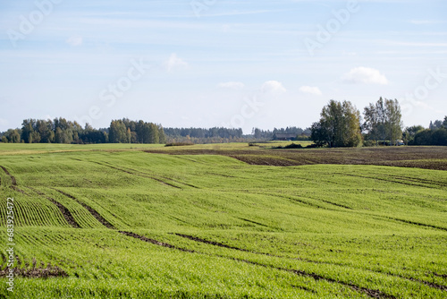 green field  agricultural field  trees in distance  Latvia landscape  cloudy sky  flat earth