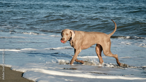 Free photo view of cute dog on the beach of Weimaraner breed