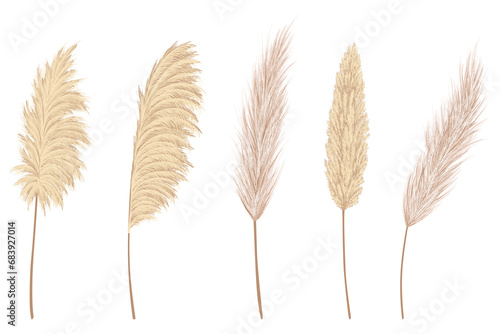 Pampas grass branches collection. Dry feathery head plumes, used in flower arrangements, ornamental displays, interior decoration, fabric print, wallpaper, wedding card. Golden ornament element photo