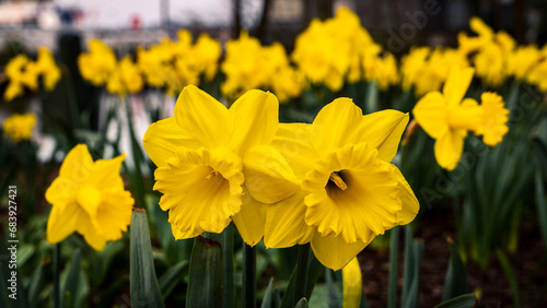 Yellow daffodils.