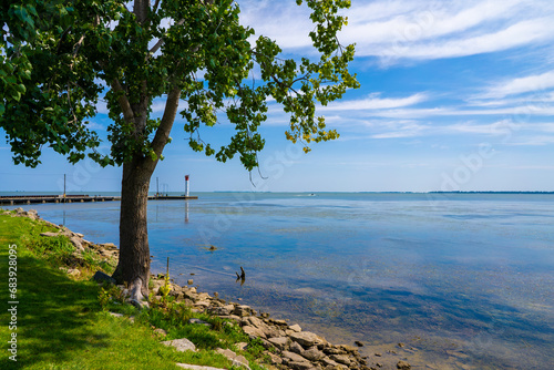 tree on the shore of Tuekey beach off of Lake Erie in Summer