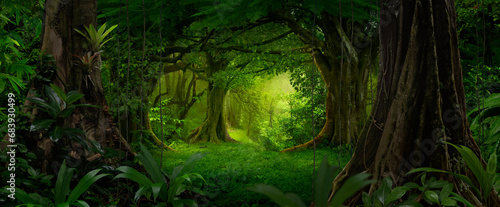 Tropical rainforest with big trees photo