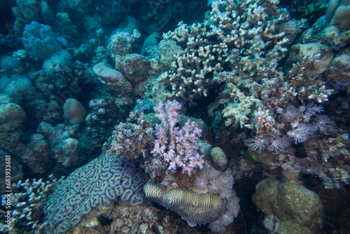 Korallenriff mit Fischen im Roten Meer