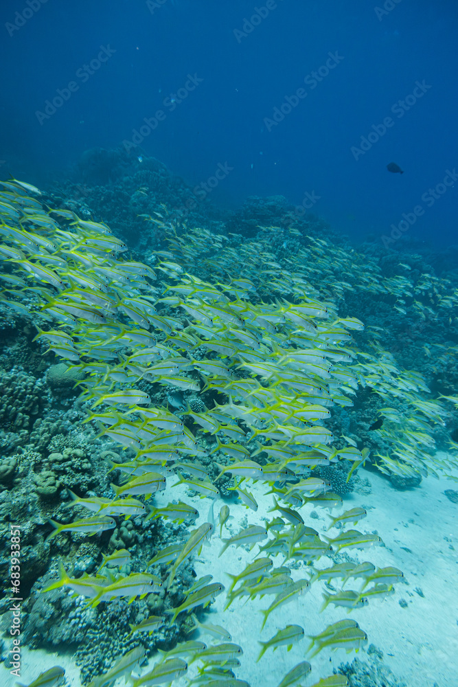 Fototapeta premium Fischschwarm - Indischer Schnapper - Rotes Meer