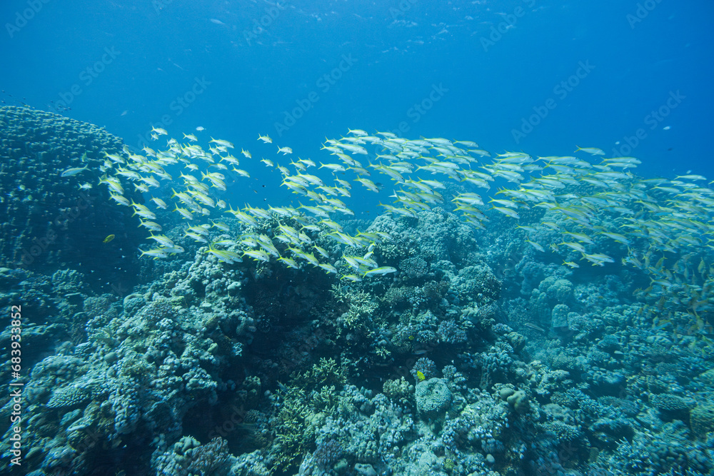 Obraz premium Fischschwarm - Indischer Schnapper - Rotes Meer