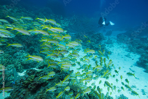 Fischschwarm - Indischer Schnapper - Rotes Meer