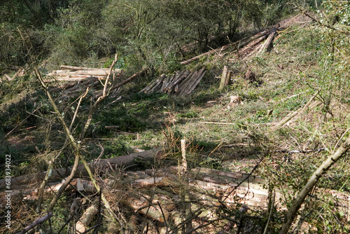 Felled wood after clear-cutting in the Eifel