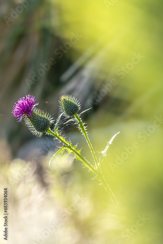 Summer meadow lit by afternoon light. Plants characteristic of Central and Eastern Europe.