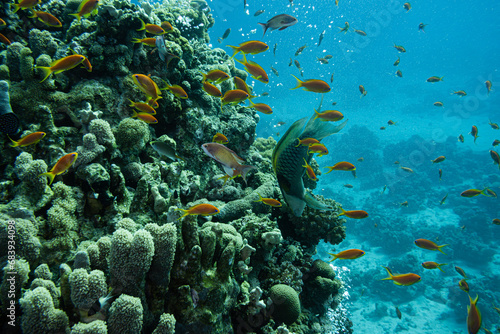 Fototapeta Naklejka Na Ścianę i Meble -  Fahnenbarsche Rotes Meer - Unterwasser Korallen Riff