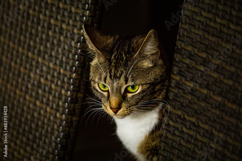 Funny playful Black brown white cat with big green sparkling eyes sitting  on a home floor and hiding  © Anton