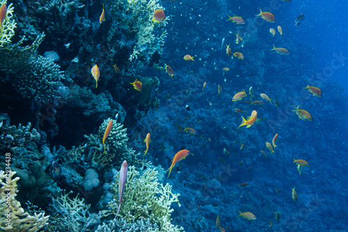 Fahnenbarsch Rotes Meer - Unterwasser Korallen Riff
