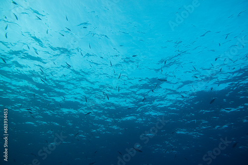 Kleine Fische unter Wasser an der Oberfläche