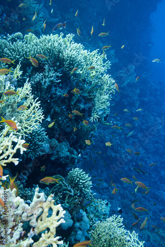 Fahnenbarsch Rotes Meer - Unterwasser Korallen Riff