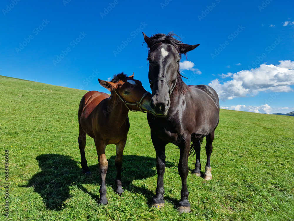 Fototapeta premium black horse mother and brown stallion grazing in a mountain meadow