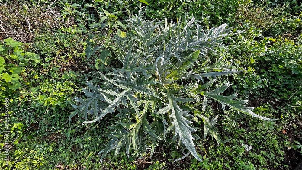 Artichoke plant in the field. Artichoke plant in the field.