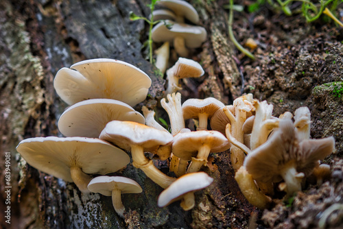 A group of poplar mushrooms on the rotting trunk of a tree. photo