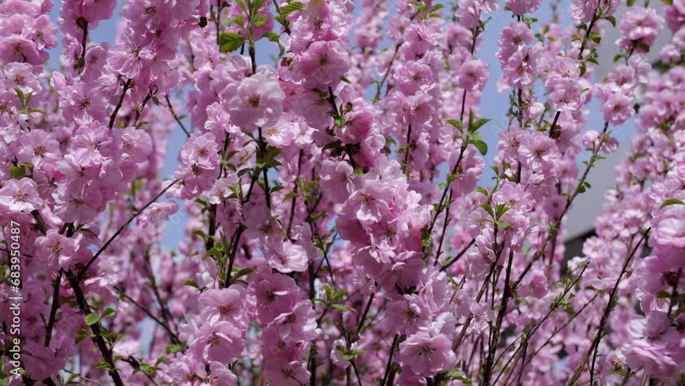 Blooming spring cherry blossom in Japan branches close-up Blooming spring cherry blossom in Japan branches close-up