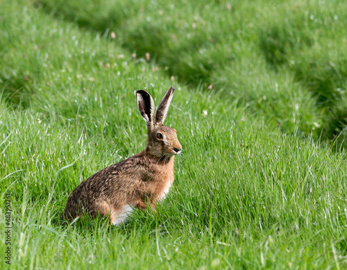 Brown Hare (Lepus europaeus) sitting in field of fresh green grass , Scotland, UK.May © Donald