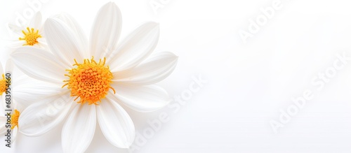 In the summer, a beautiful white flower blooms, its delicate petals radiant in the bright sunlight against an isolated white background, showcasing the natural beauty of nature's vibrant colors -