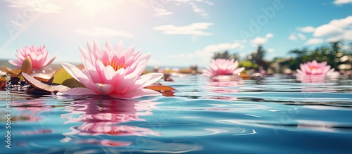 In the midst of a scorching summer day, the pink lily blooms with vibrant grace, reflecting its beautiful blossom in the crystal-clear waters of the lake.