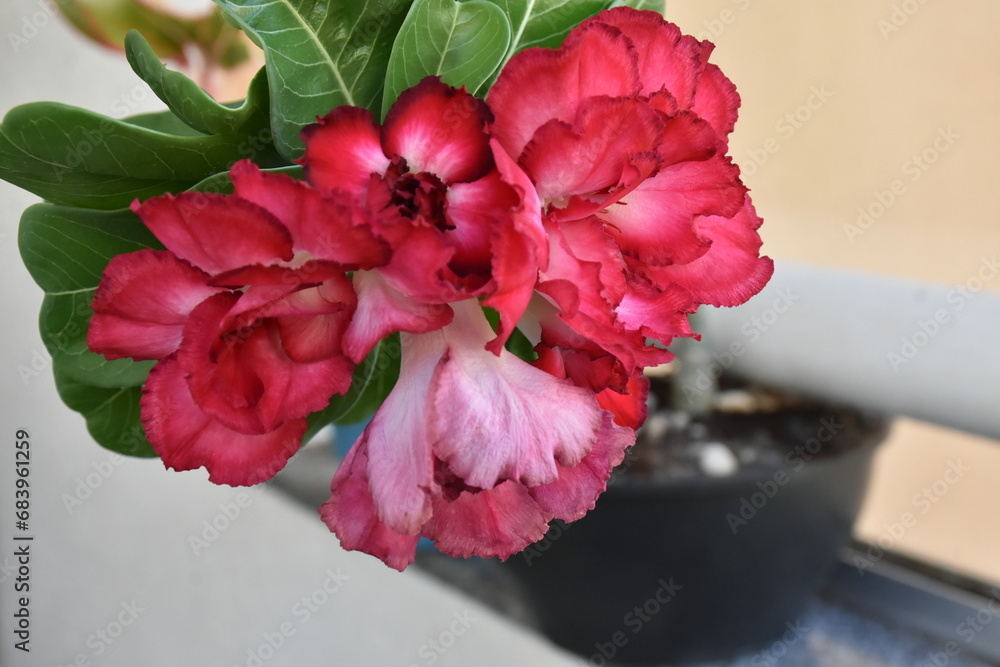 desert Rose