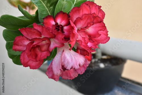 Obraz na płótnie desert Rose w salonie