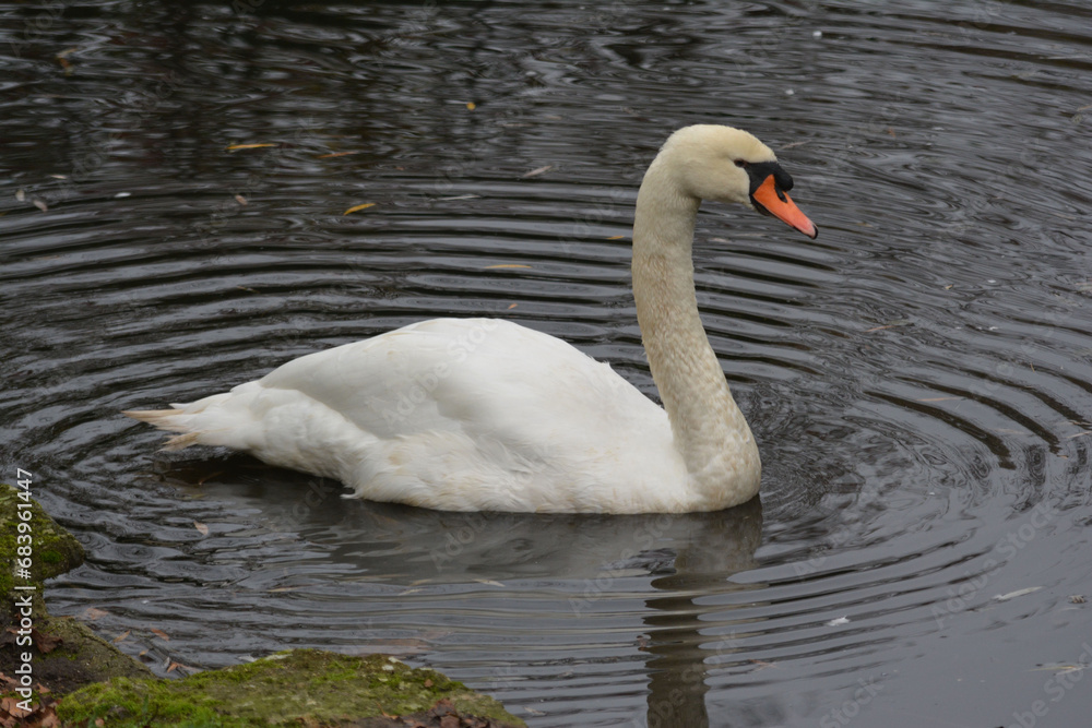 Cisne Cisne