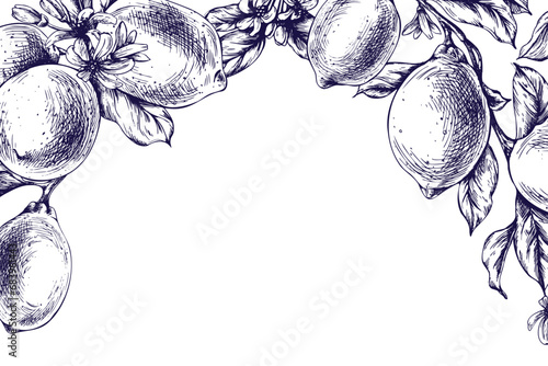 Lemons juicy, ripe with leaves, flower buds on the branches, whole and slices. Graphic botanical illustration hand drawn in blue ink. Frame, template EPS vector.