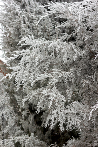 cypress branches covered with frost close-up in winter © Irina