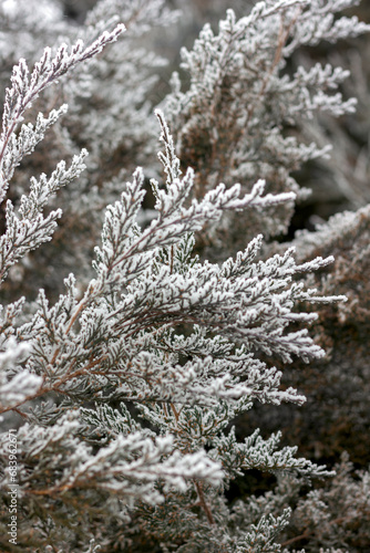 cypress branches covered with frost close-up in winter