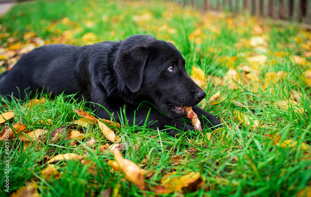 Black labrador puppy lies on its side in the green grass. The dog gnaws a bone and looks up. He is hungry. Walking and training. The photo is blurred Black labrador puppy lies on its side in the green grass. The dog gnaws a bone and looks up. He is hungry. Walking and training. The photo is blurred