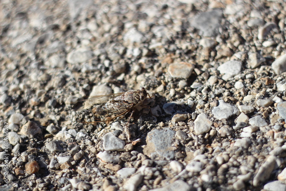 Close up of a cicada on the pavement Close up of a cicada on the pavement