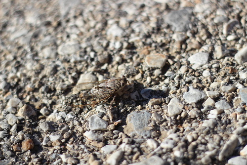 Close up of a cicada on the pavement 
