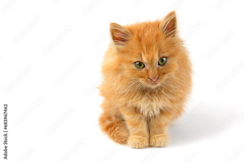 Cute red kitten is standing on a white background