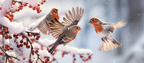 In the midst of winter, amidst the snow-covered landscape, a flock of Fringillidae birds, including the Crossbill and Loxia curvirostra, gather around the Eastern hemlock and Canadian hemlock trees photo