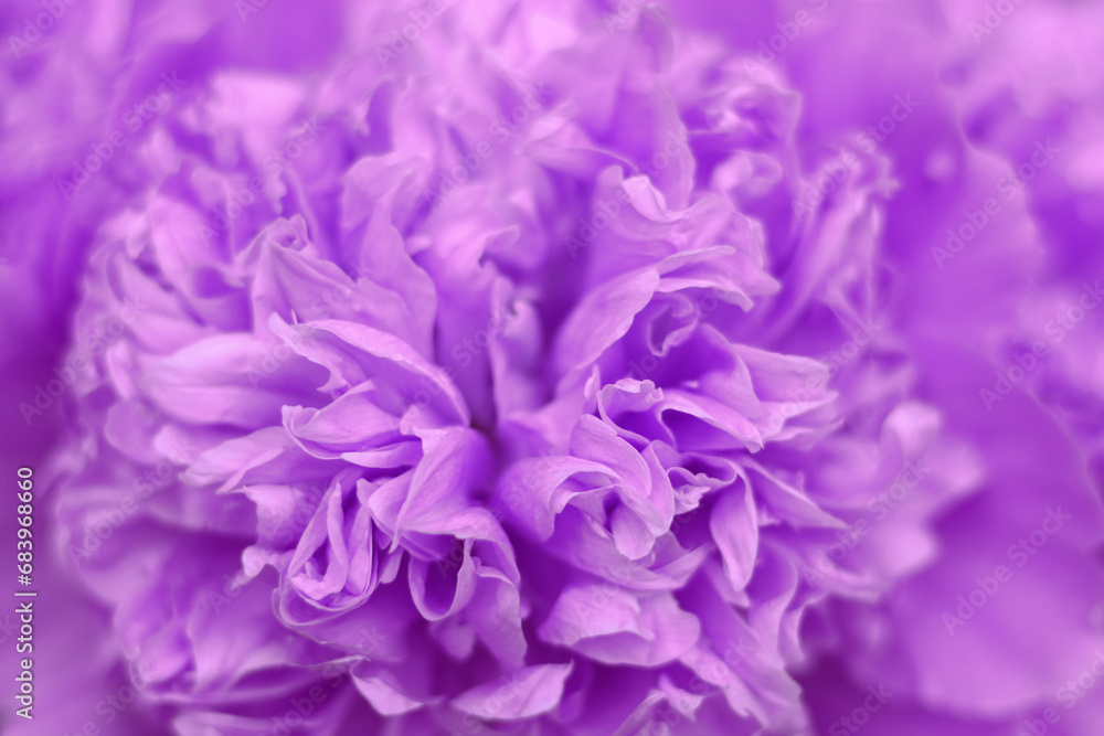 Purple peony flower petals. Beatuiful violet peony selective focus, close-up. For design. Fragment of pink peony