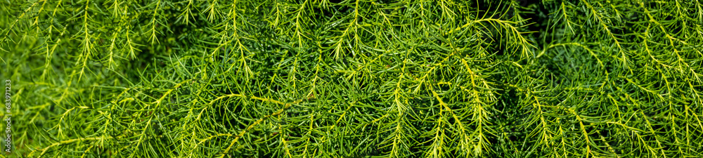 Closeup of green fatherly leaves of an Elegant Japanese Cedar tree, as a nature background
Closeup of green fatherly leaves of an Elegant Japanese Cedar tree, as a nature background