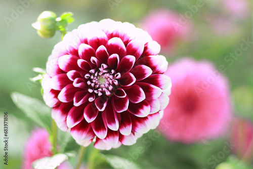 Red pink Dahlia flower head on light green background. Dahlia petals closeup. Big autumn flowers. Beautiful pink Dahlia flower blossoming in the garden. Greetings postcard. Valentines day. Mothers day